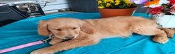 Golden Retriever dogs for sale: Sport - Ad 11