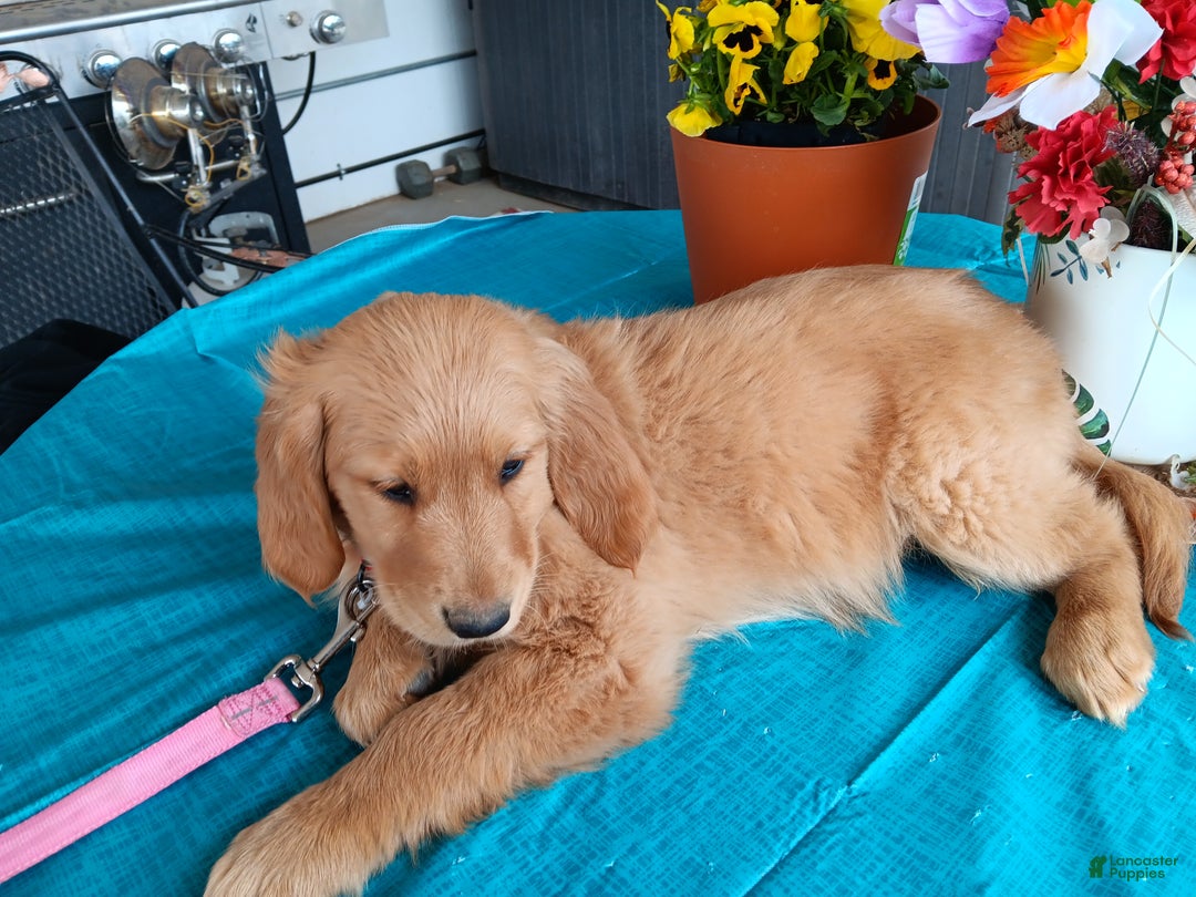 Golden Retriever dogs for sale: Sport - Ad 11