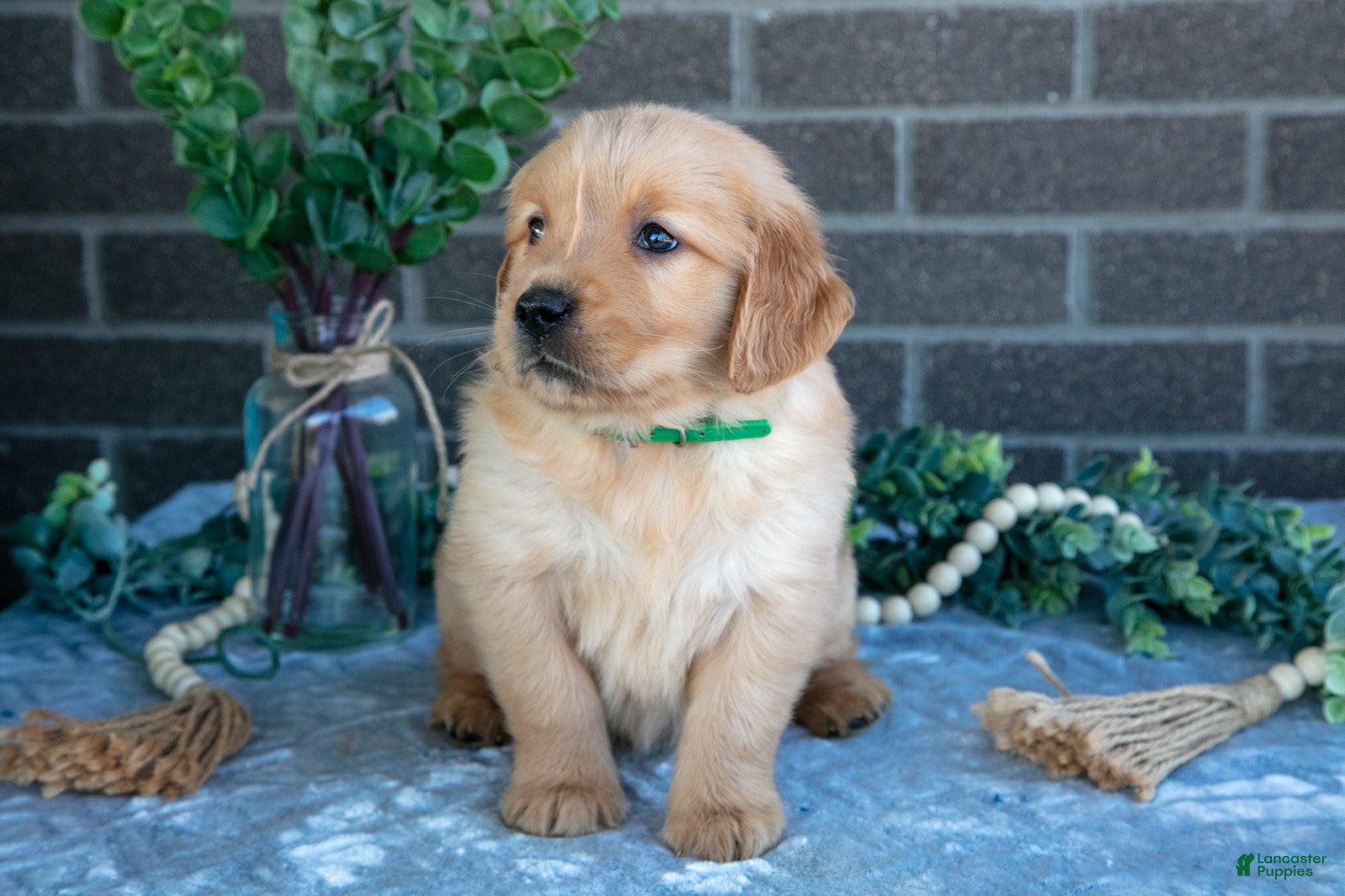 Golden Retriever dogs Pilot - Ad 2