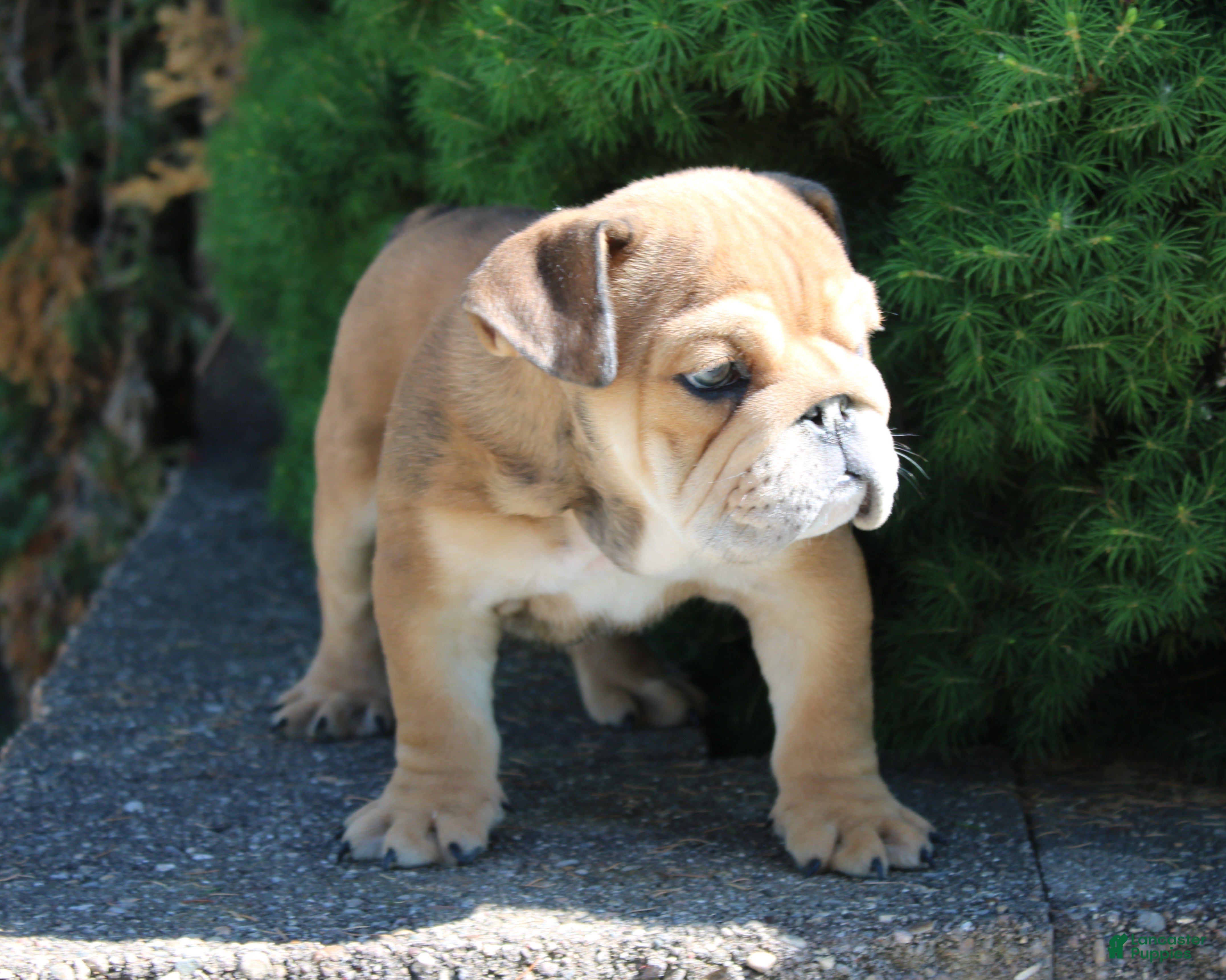 English Bulldog dogs for sale: Zeus - Ad 9