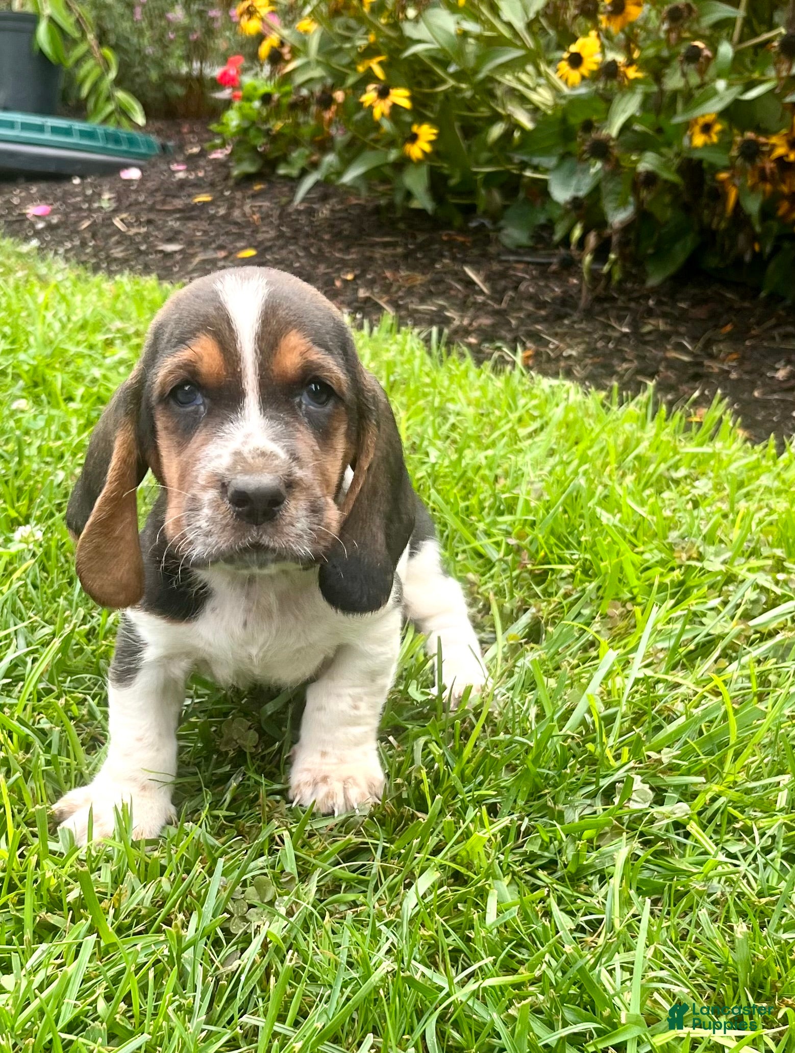 Basset Hound dogs Banjo❤️AKC Registered - Ad 1
