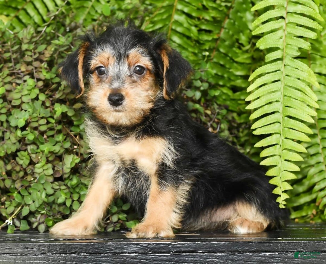 Gallery Image {{count}}