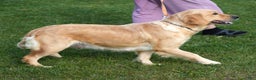 Golden Retriever dogs for sale: Bruno - Ad 10