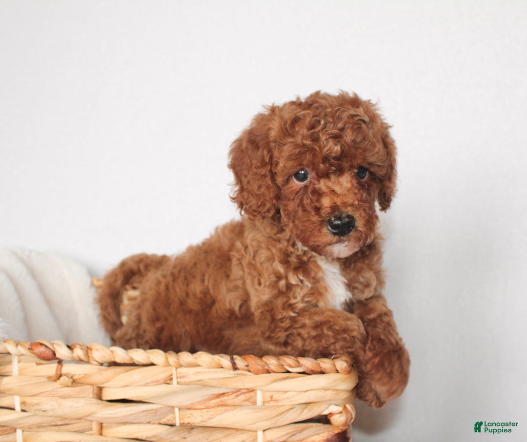 Cavapoo dogs for sale: Ralph  - Ad 10