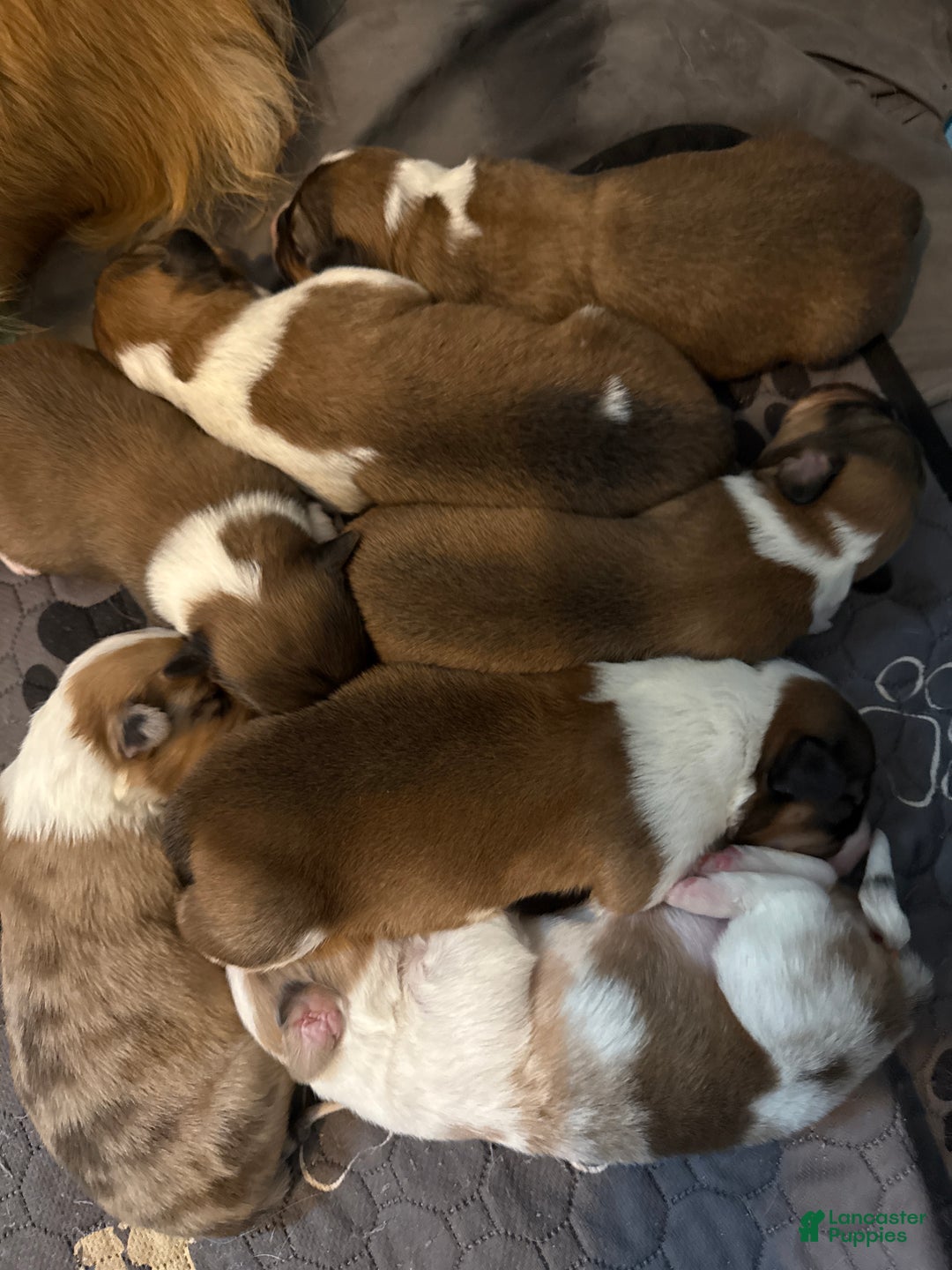 Welsh Corgi Pembroke dogs for sale: Welsh Corgi Pembroke Puppy 6 - Ad 6