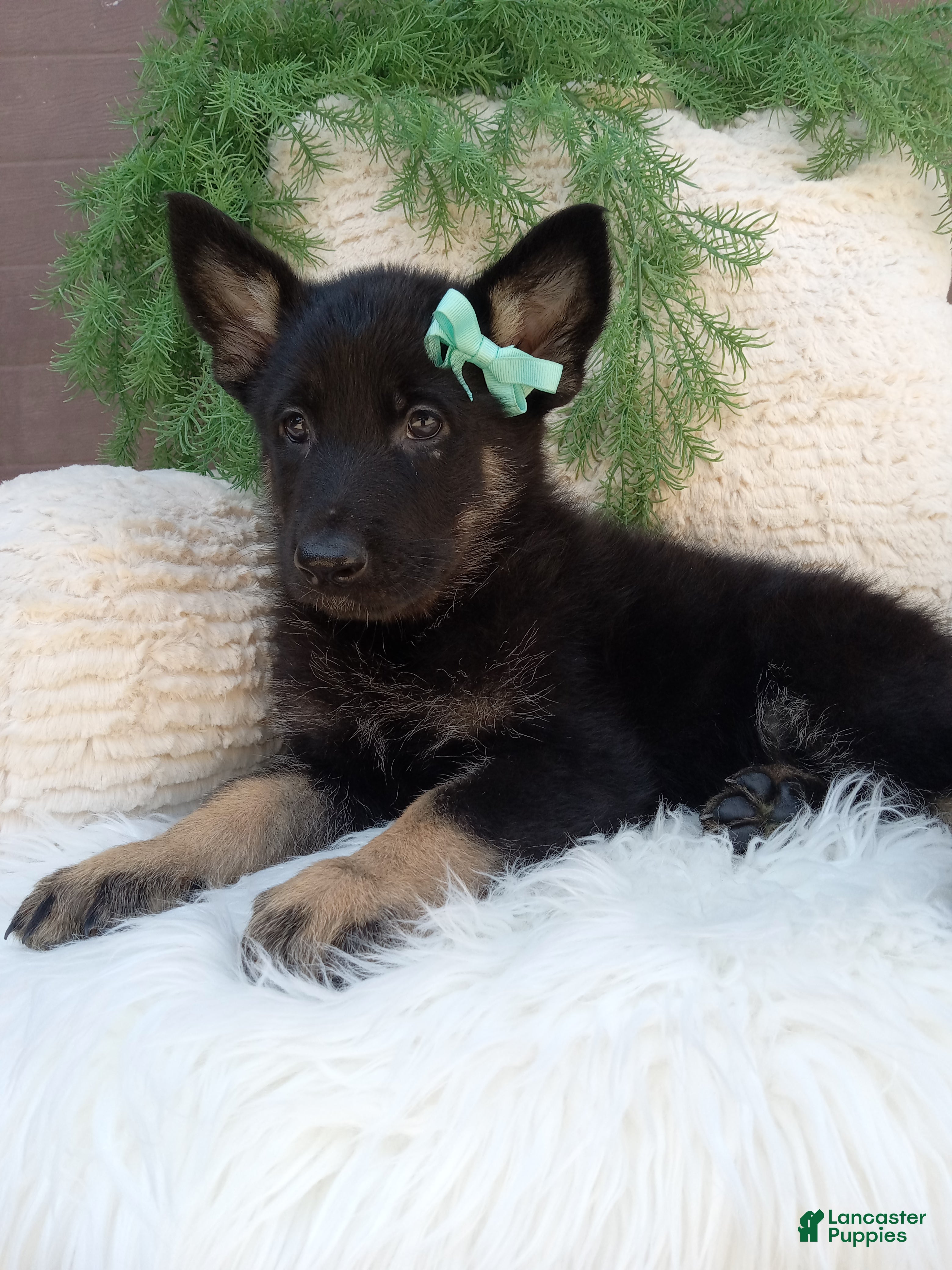 German Shepherd dogs Bandit  - Ad 1