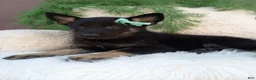 German Shepherd dogs for sale: Bandit  - Ad 1