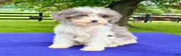 Bernedoodle dogs for sale: Nova - Ad 4