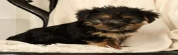 Yochon dogs for sale: Kennedi - Ad 3
