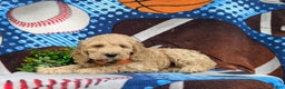 Cockapoo dogs for sale: Leon - Ad 10