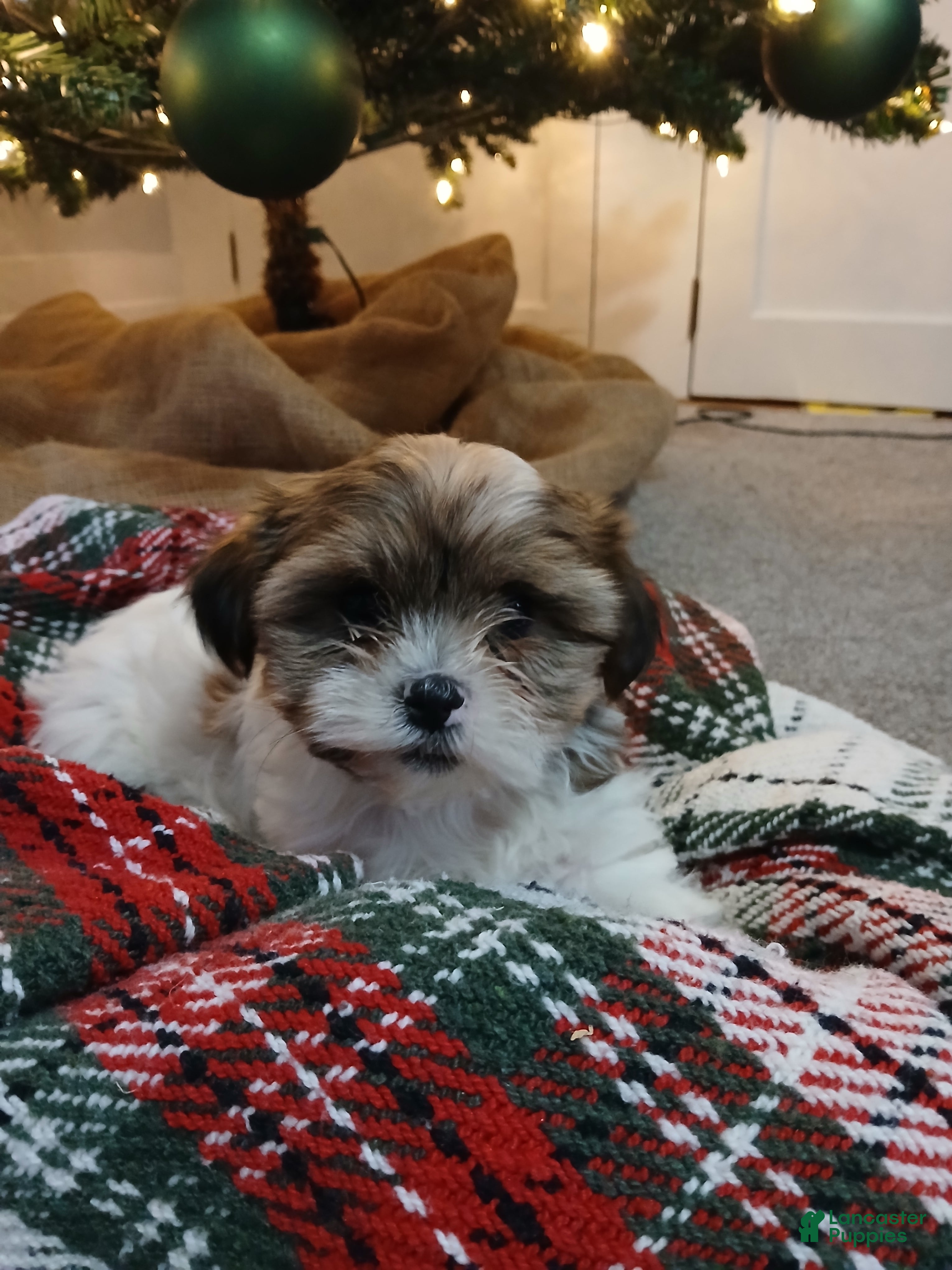 Shorkie dogs Smores - Ad 4