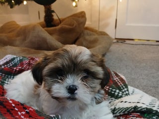 Shorkie dogs Smores - Ad 25