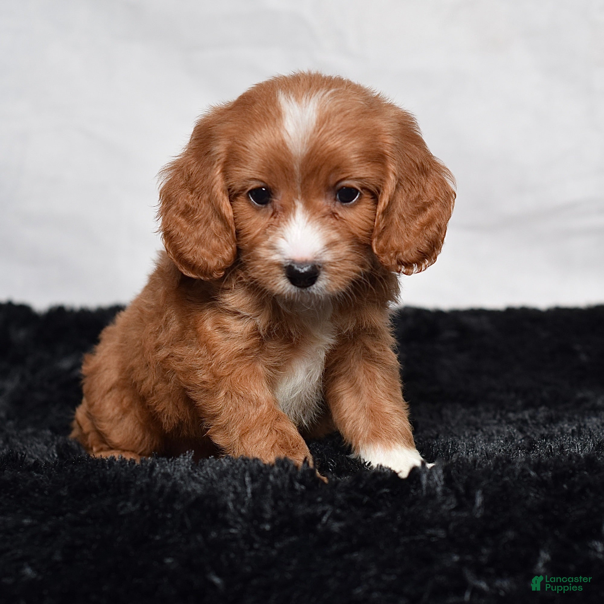 Cavapoo dogs Warrior - Ad 1