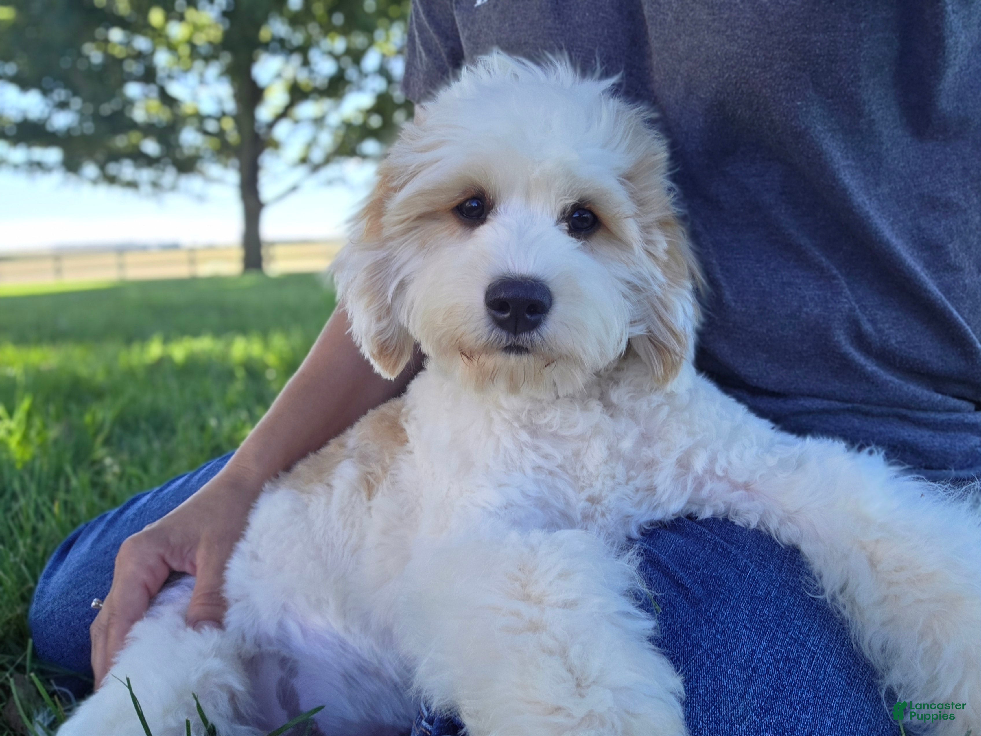 Mixed Breed dogs Remy MUNCHKIN BERNEDOODLE - Ad 8