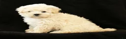 Maltipoo dogs for sale: Bella - Ad 5