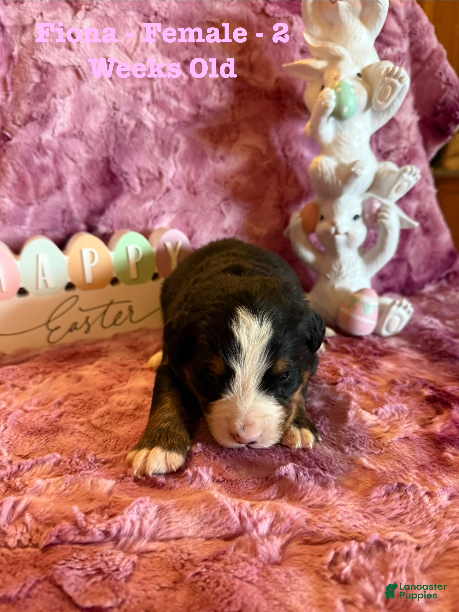 Bernese Mountain Dog dogs Fiona - Ad 23