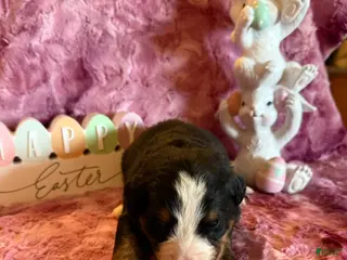 Bernese Mountain Dog dogs Fiona - Ad 23