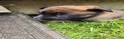 Belgian Malinois dogs for sale: Echo (Lt Blue) - Ad 3