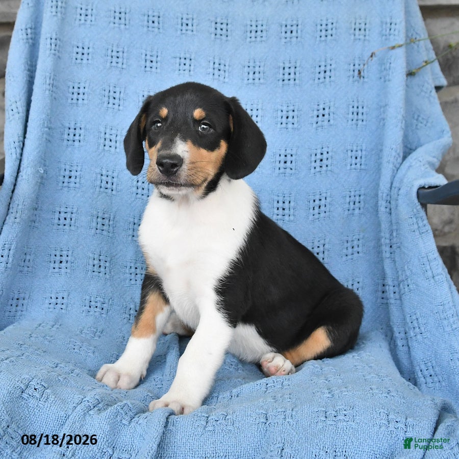 Mixed Breed dogs Peanut  - Ad 2