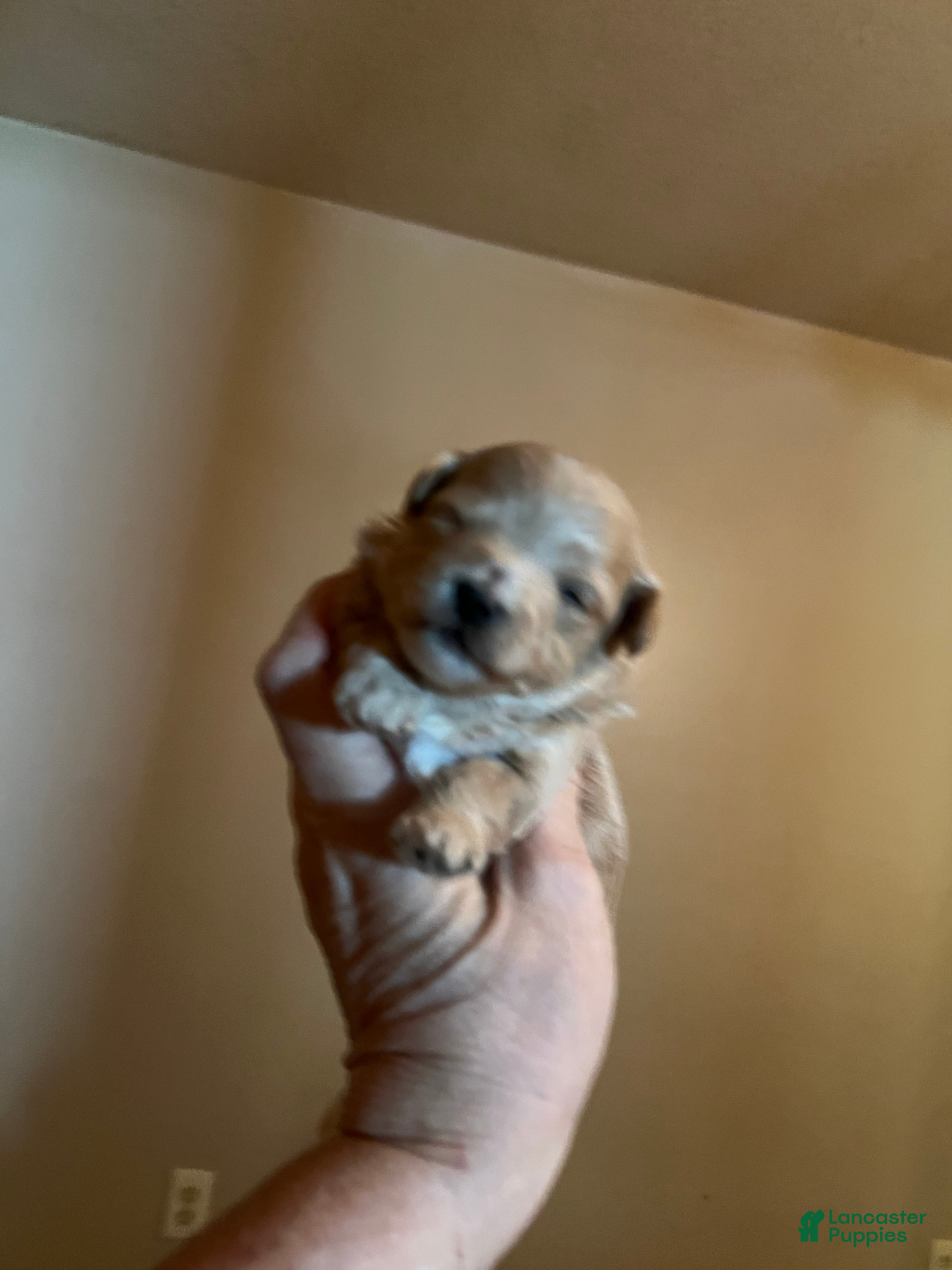 Maltipoo dogs Yang the tiny Chinese Maltipoo - Ad 1