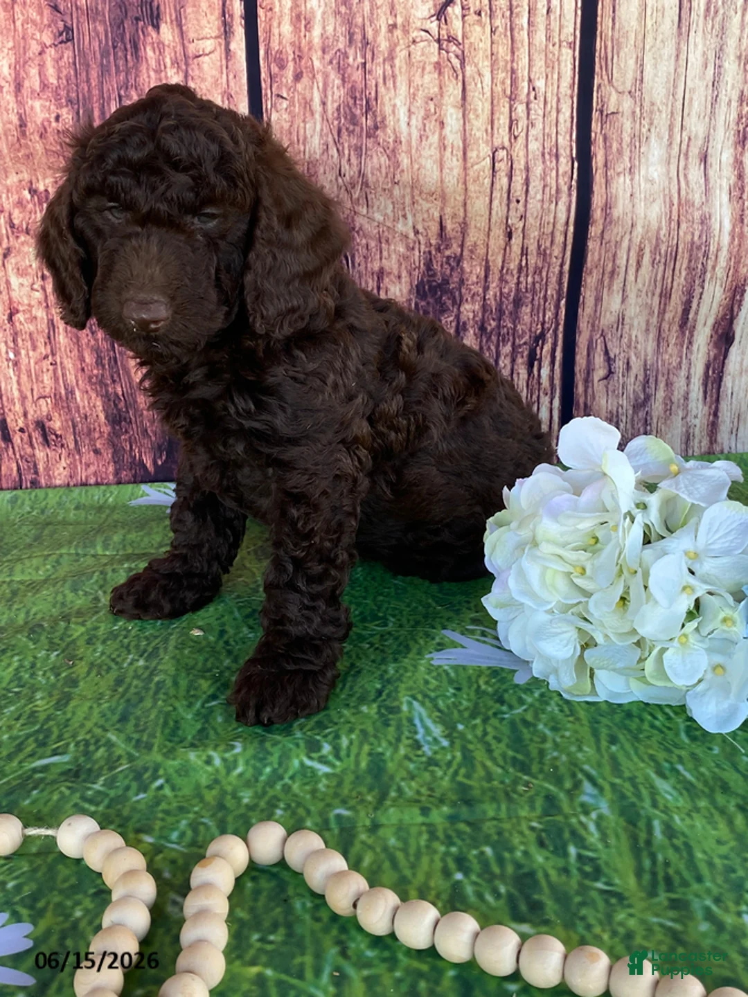 Miniature Labradoodle dogs for sale: Sonny - Ad 1