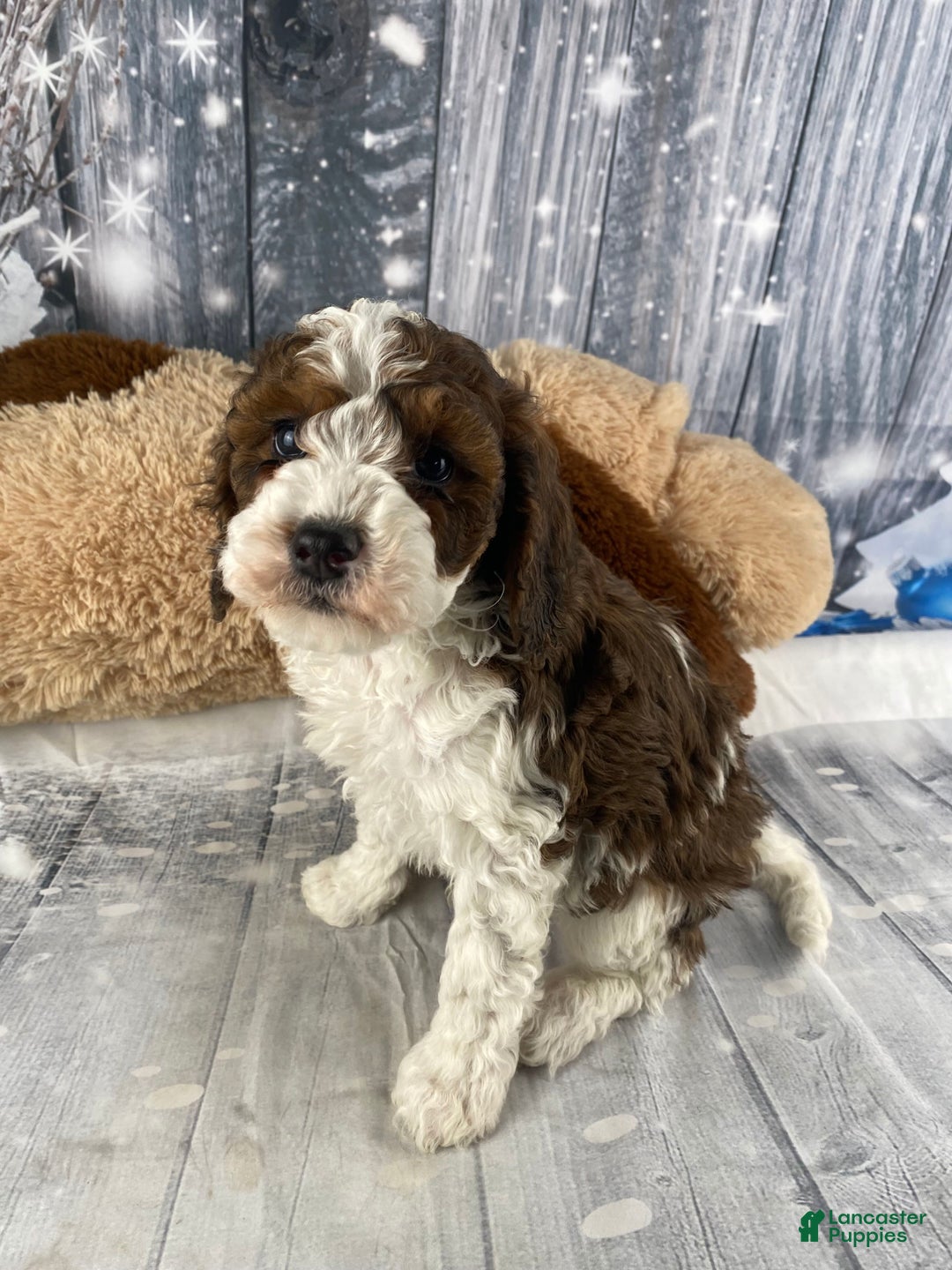 Cavapoo dogs for sale: Otto - Ad 7