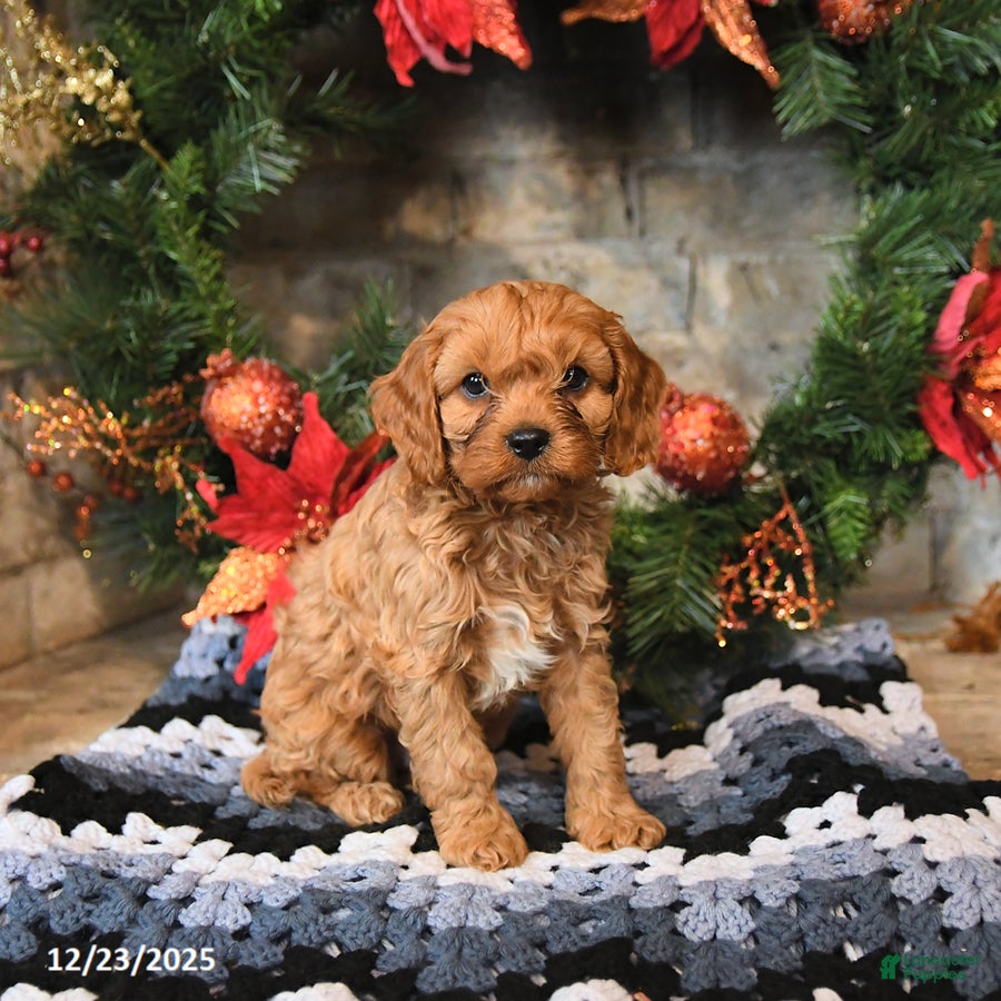 Cavapoo dogs Franklin - Ad 24