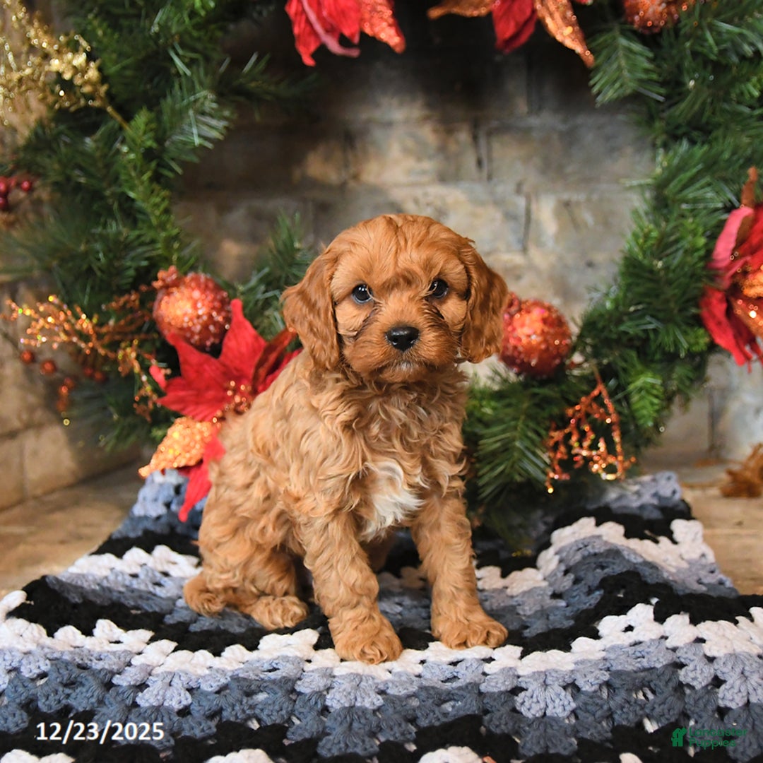 Cavapoo dogs for sale: Franklin - Ad 1