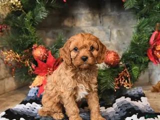 Cavapoo dogs Franklin - Ad 21