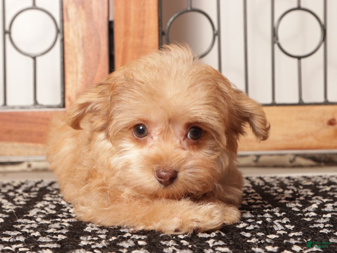 Yorkiepoo dogs for sale: Bella Tan Female Yorkie-Poo - Ad 4