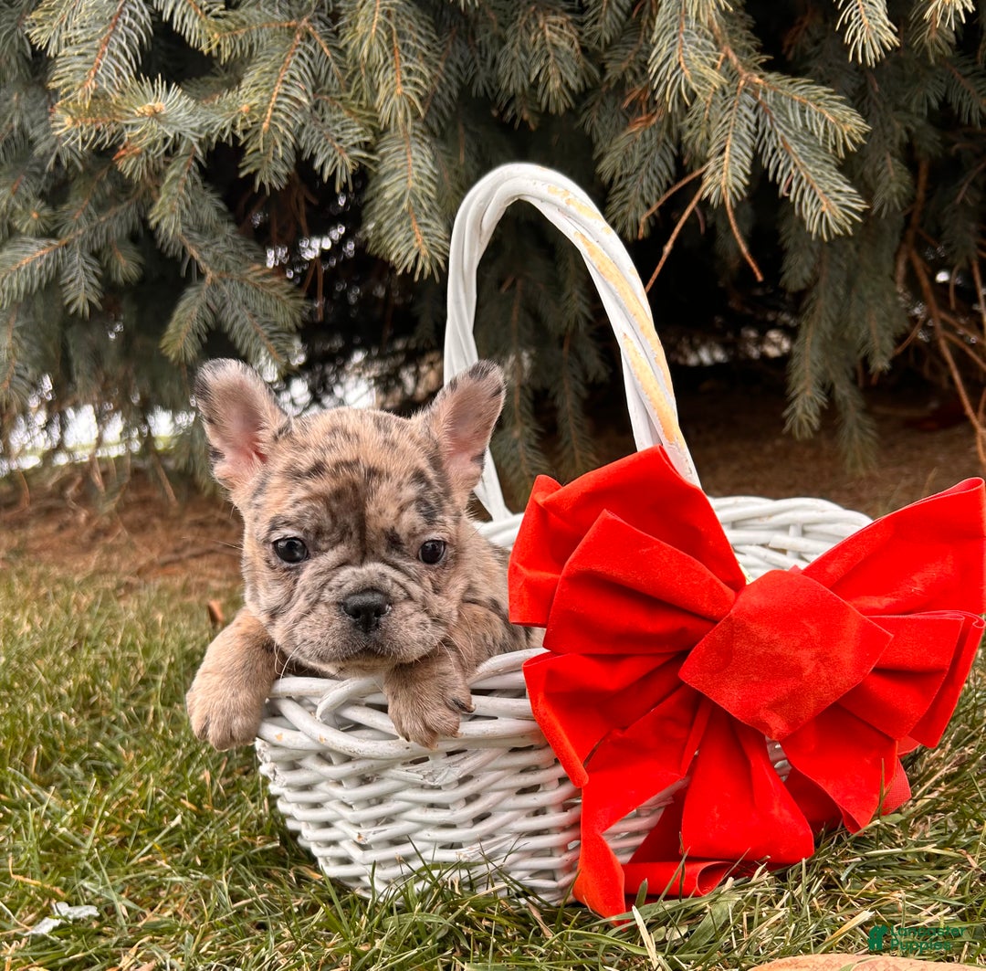 French Bulldog dogs for sale: Khloe - Ad 2