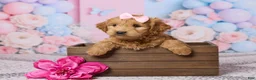 Mini Goldendoodle dogs for sale: Megan - Ad 1
