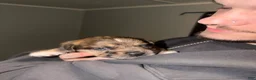 Mixed Breed dogs for sale: Larry - Ad 2