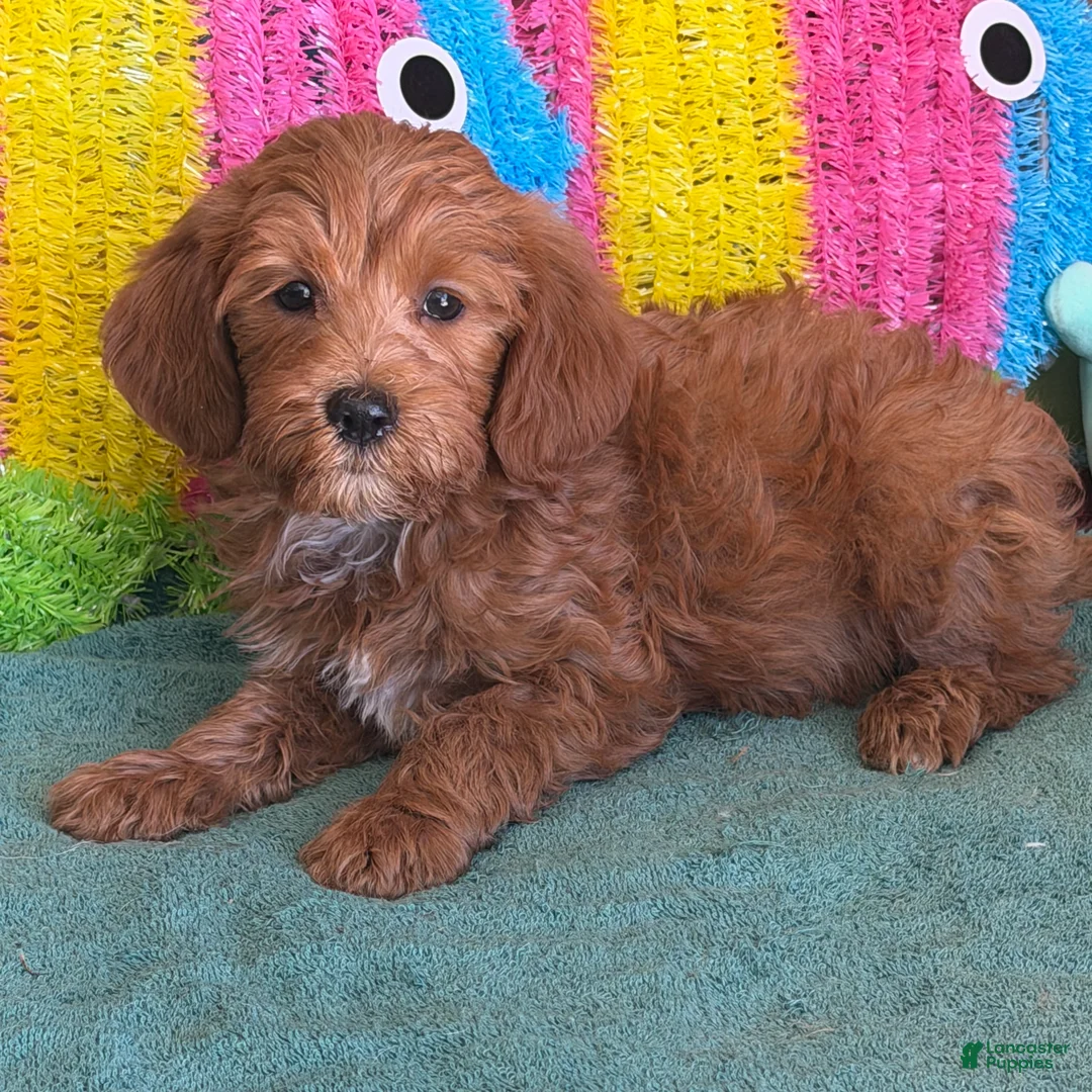 Labradoodle dogs for sale: Mini Labradoodle Tanzy - Ad 2