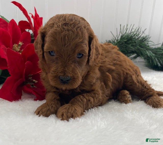 Cavapoo dogs Sparky - Ad 10