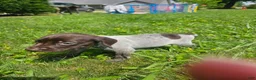 German Shorthaired Pointer dogs for sale: February  - Ad 1