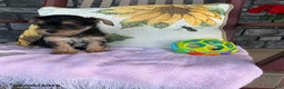 Yorkiepoo dogs for sale: Buttercup - Ad 7