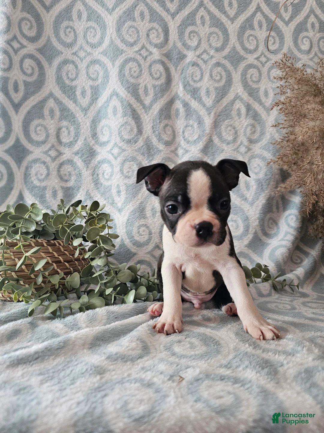 Boston Terrier dogs for sale: Boston Terrier Puppy 3 - Ad 9