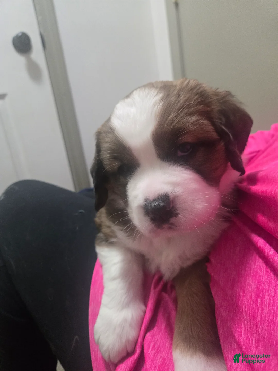 Mixed Breed dogs for sale: Princess - Ad 5