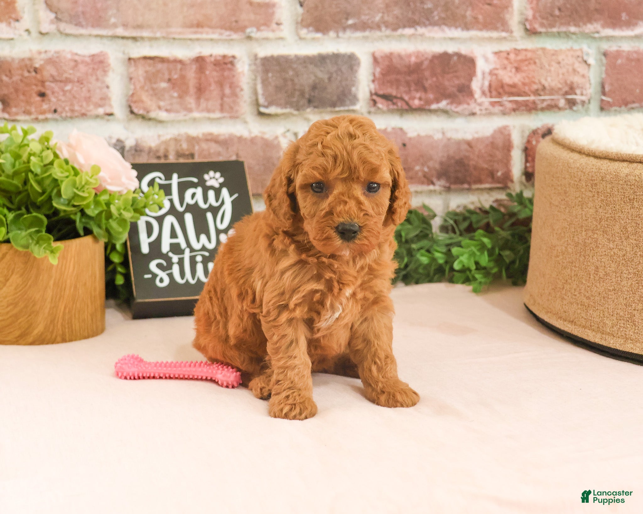 Cavapoo dogs Sugar - Ad 37