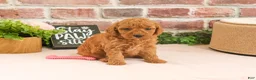 Cavapoo dogs for sale: Sugar - Ad 1