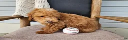 Mini Bernedoodle dogs for sale: Spencer - Ad 11