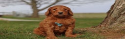 Goldendoodle dogs for sale: Goose - Ad 5