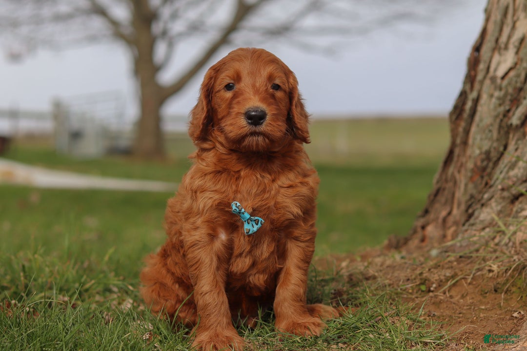 Goldendoodle dogs for sale: Goose - Ad 5