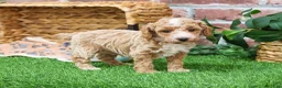 Miniature Poodle dogs for sale: Rhett - Ad 9