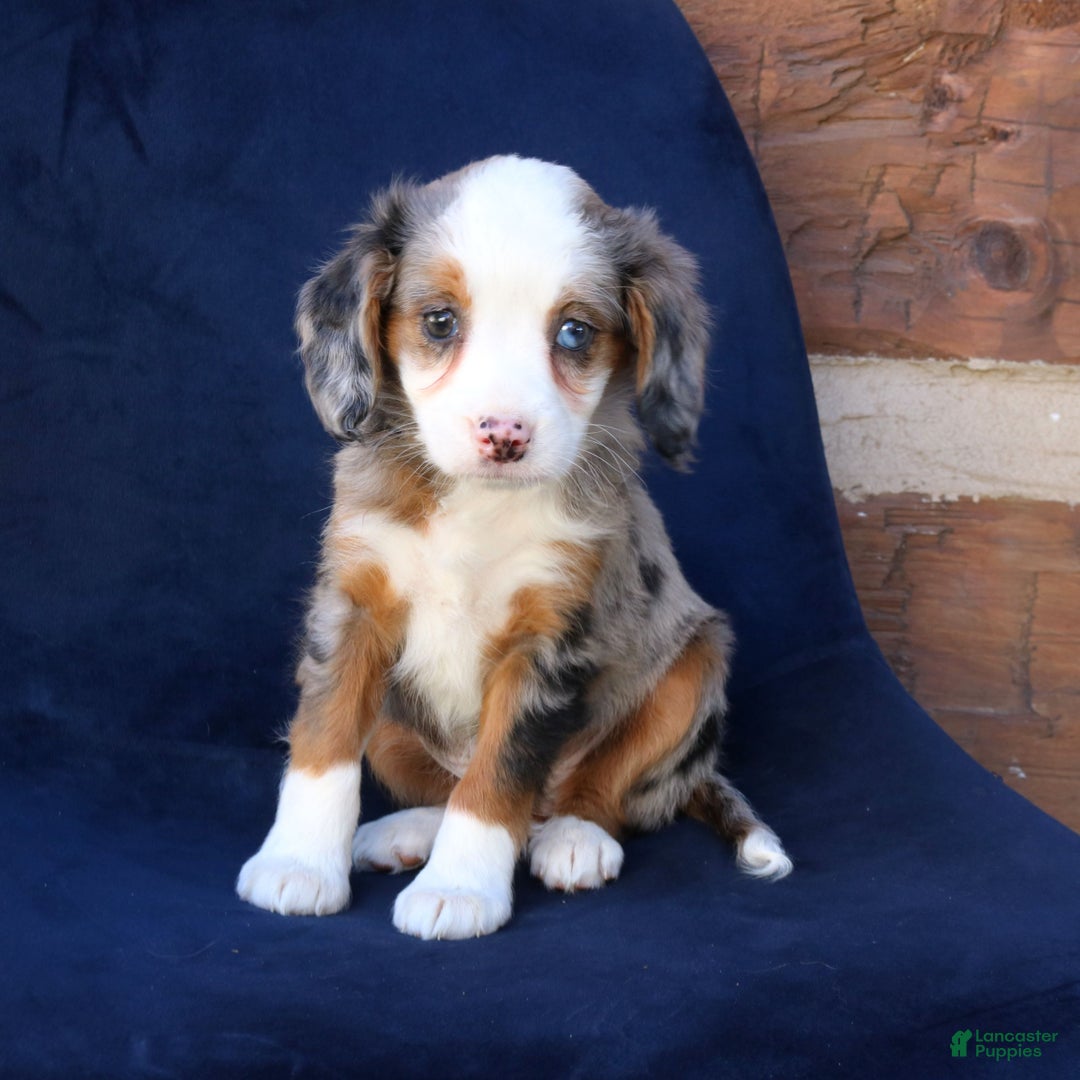 Mini Bernedoodle dogs for sale: Lucy  - Ad 4