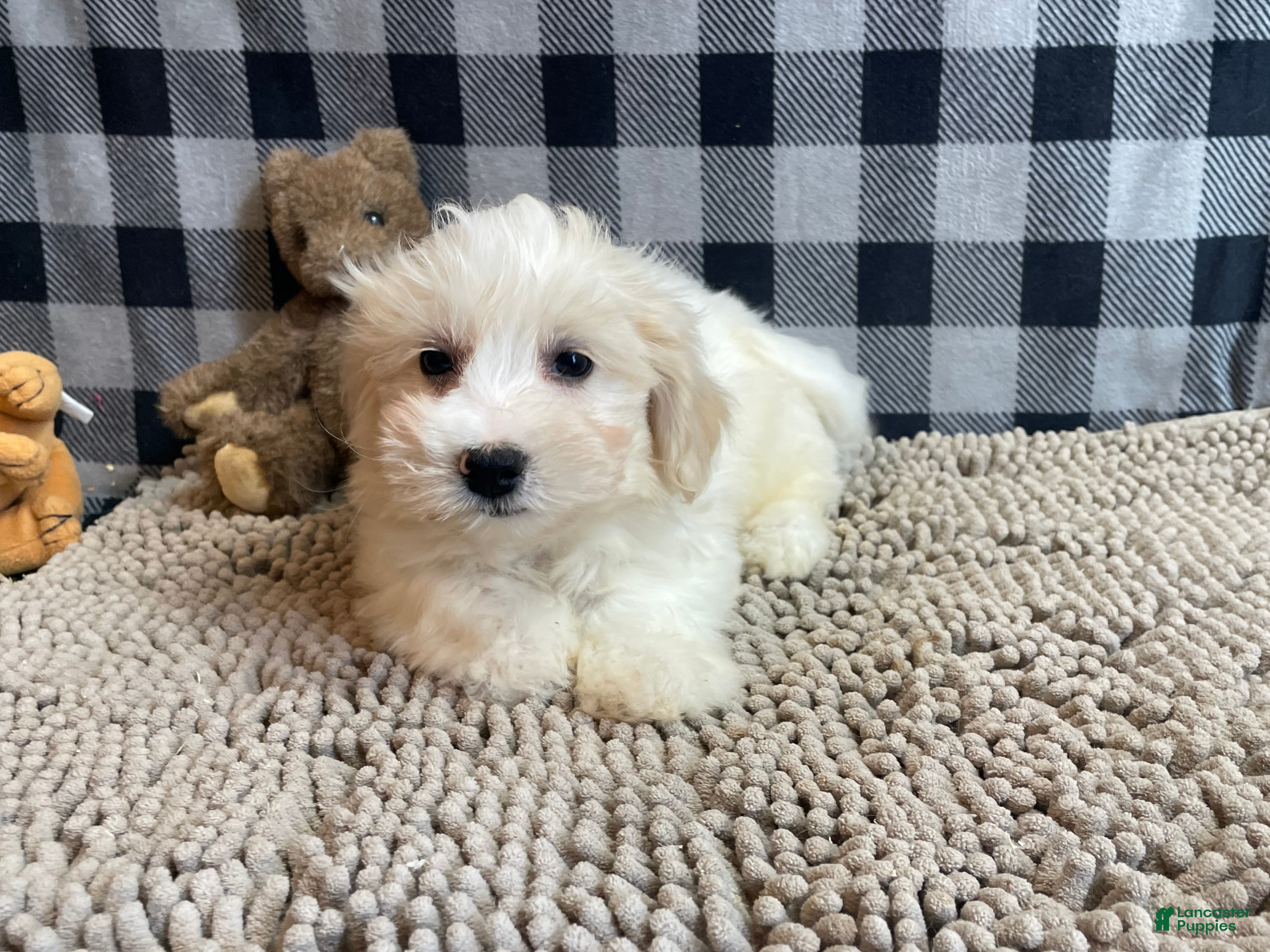 Mixed Breed dogs Scott  - Ad 2