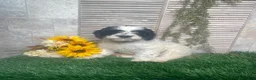 Mixed Breed dogs for sale: Phyllis - Ad 3