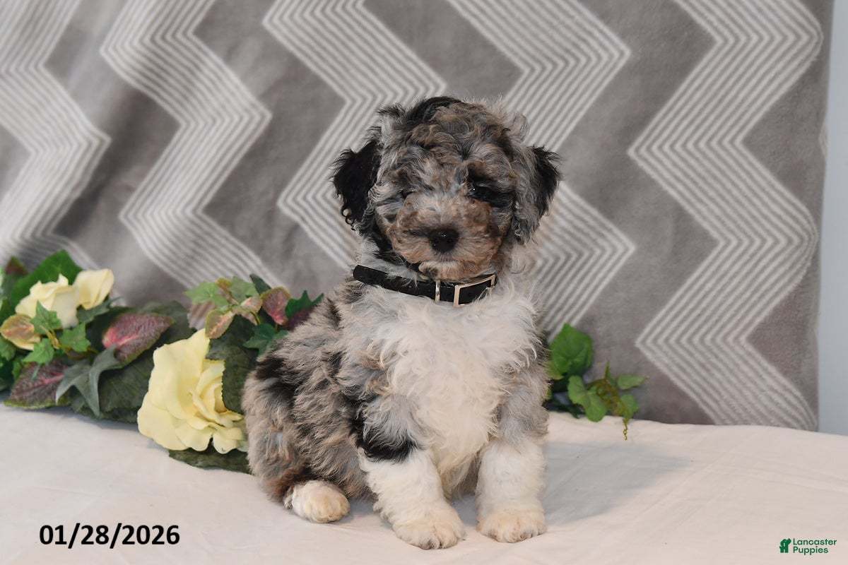 Mini Aussiedoodle dogs Alex - Ad 5