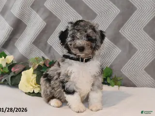 Mini Aussiedoodle dogs Alex - Ad 5